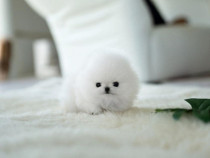 Pomeranian jucărie cu viata boo
