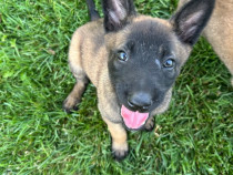 Pui de Ciobănesc Belgian Malinois
