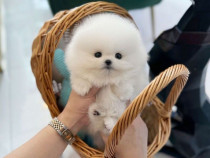 Pomeranian mini toy ursuleț