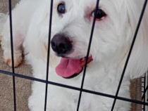 Vand cățelușa bichon