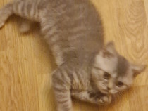 British Shorthair White si Silver Tabby, masculi si femele