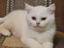 British Shorthair și Longhair White si Silver Tabby, masculi si femele