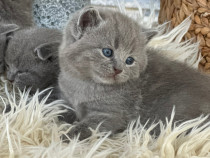 Pui British Shorthair si Scottish Fold adorabili