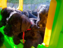 Schnauzer Standard Mediu Negru femelă 3 luni