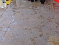 Schnauzer Standard Mediu Negru femelă 11 săptămâni