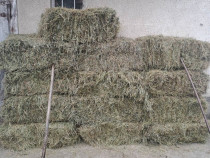 Vand baloti de lucerna si otava - 20 lei