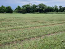 Teren extravilan de vânzare, 4900 mp, Boldești Scaieni