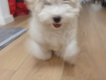 Bichon maltez baietel