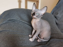 Pisicuță Sphynx Sphinx Sfinx Canadian disponibilă