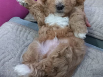 Maltipoo – pui frumoși de vânzare