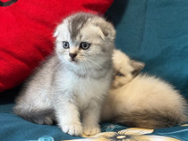 Schottish disponibili fetite si baieti