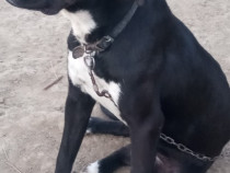 Cățelandru fain. talie Mare, metis Dog German/Boxer