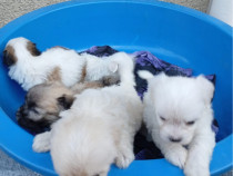 Vând căței bichon