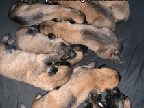 Ciobanesc Belgian Malinois