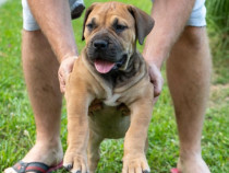 Pui de Mastiff Sud-African – Boerboel