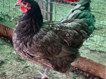 Perechi Australorp Negru/Albastru