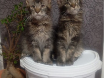 Maine coon pisoiasi superbi