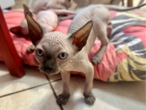 Pisicuță sphynx frumoasă de vânzare