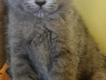 British Shorthair Blue, Puiuti rasa pura, masculi si femele