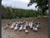 Gâște detalii la telefon.