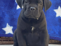 Cane Corso Fetita 3 luni