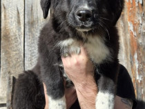 Pui Ciobanesc mioritic corb