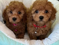 Pui pudel caniche (canis)!!!