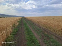 Teren Extravilan Pribesti, ID: R2774827