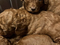 Pudel maro, baiat talie mica