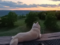 Caini Akita Inu japonez