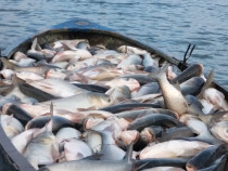 Peste viu firofag/novac 3-5 kg