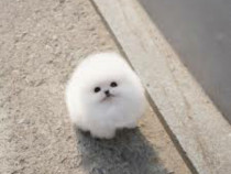 Pomeranian ursulet mini boo