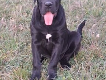 Cane Corso tip MOLOS, talie foarte mare, cu pedigree, femela!