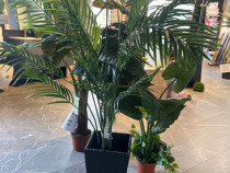 Vindem plante ornamentale