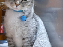 Pisică British frumoasa