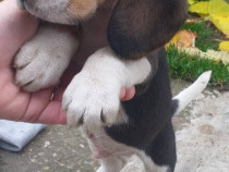 Catelus bealge in varsta de 8 saptamani