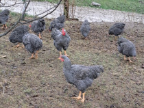 Cocoși plymouth rock barat