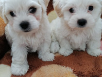 Catei Bichon Havanez