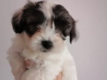 Catei Bichon Havanez