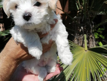 Catei Bichon Havanez