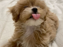 Maltipoo poodle mini toy apricot