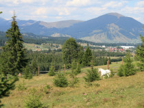 Vand 10 ha teren Poiana Negrii,Dorna Candreni