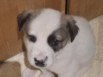 Catelusi puiuti, pufosi si jucausi. adoptie