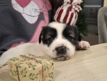 Catelusi puiuti, pufosi si jucausi.