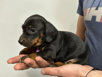 Catei teckel de rasa