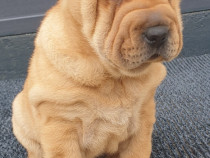 Shar pei adorabili