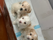 3 băieței frumușei își caută familii noi!