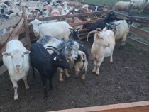 Vând capre gestante