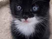 Siberiana de pădure