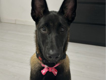 Ciobanesc Belgian-Malinois
